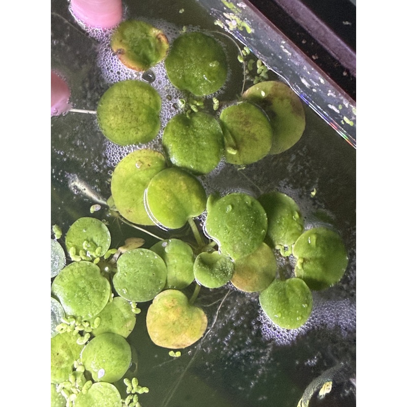 Amazon Frogbit, 10+ segments, Free Shipping
