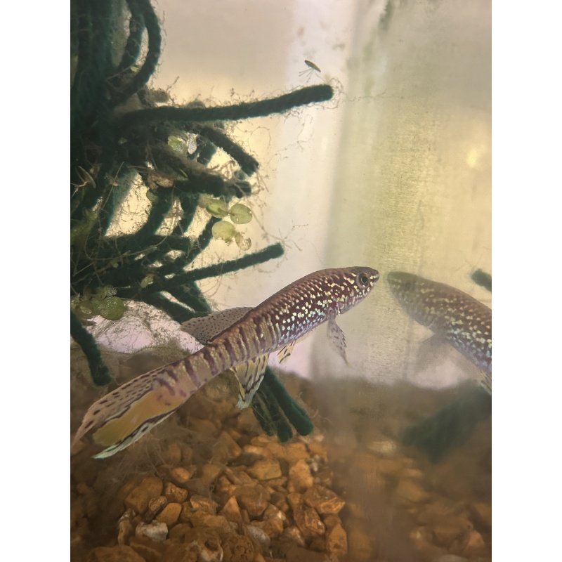 1 Male Blue Gularis - Fundulopanchax sjostedti