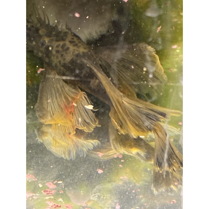 Longfin Green Dragon Bristlenose plecos  5 + 1