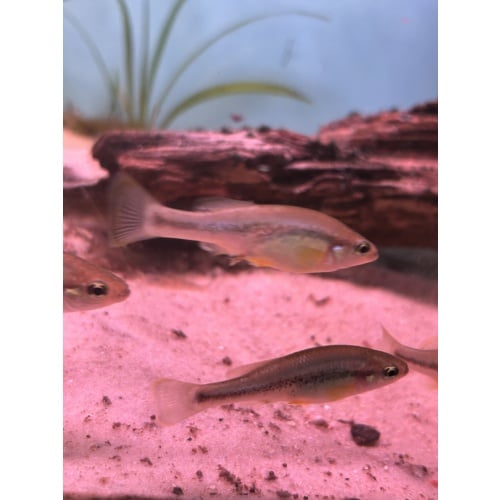 6x Ilyodon Whitei Río Huamito