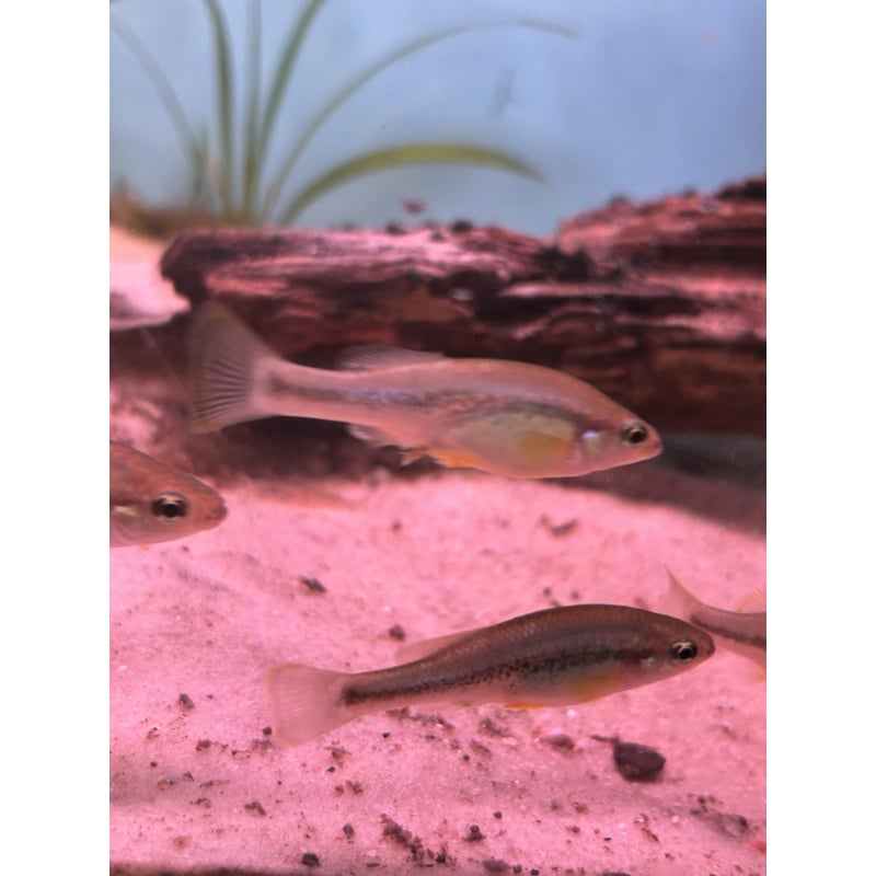6x Ilyodon Whitei Río Huamito