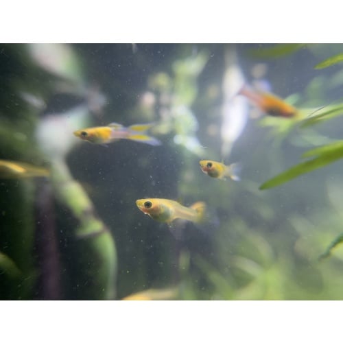 Japan Blue gold double sword tail guppy trio