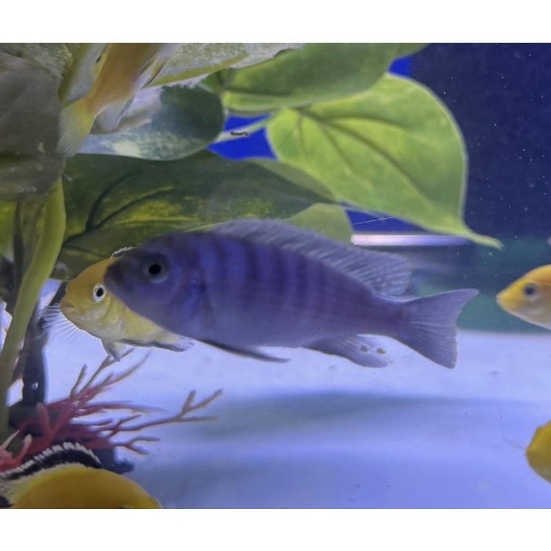 White Top Hara Fry