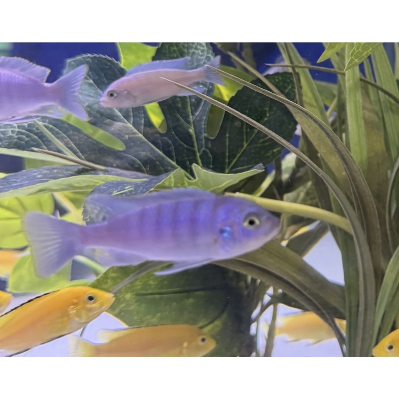 White Top Hara Fry