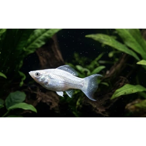 Small-Medium Platinum White Molly ((5 PACK))