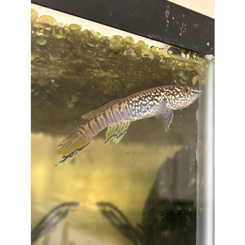 1 Male Blue Gularis - Fundulopanchax sjostedti