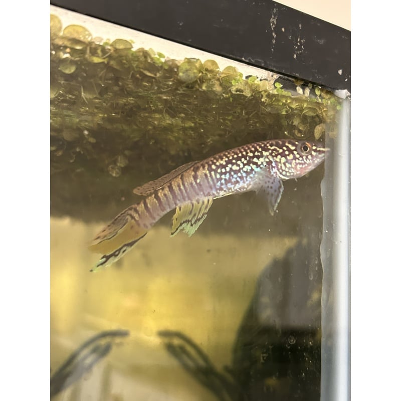 1 Male Blue Gularis - Fundulopanchax sjostedti