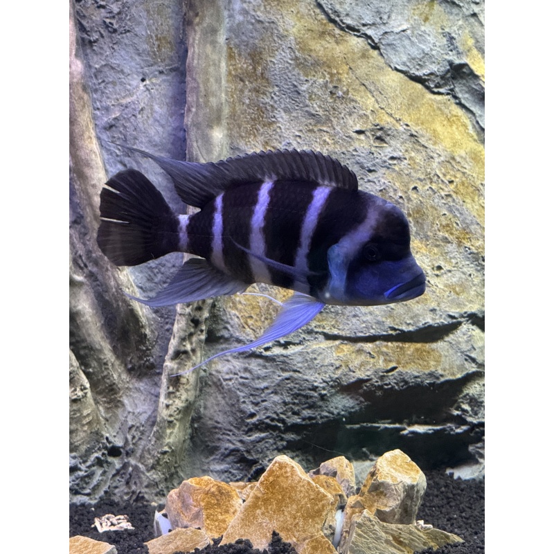 Frontosa - 10” Moba Male