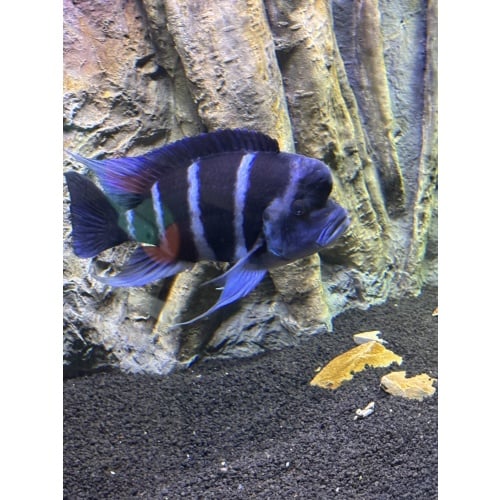 Frontosa - 11” Moba Male