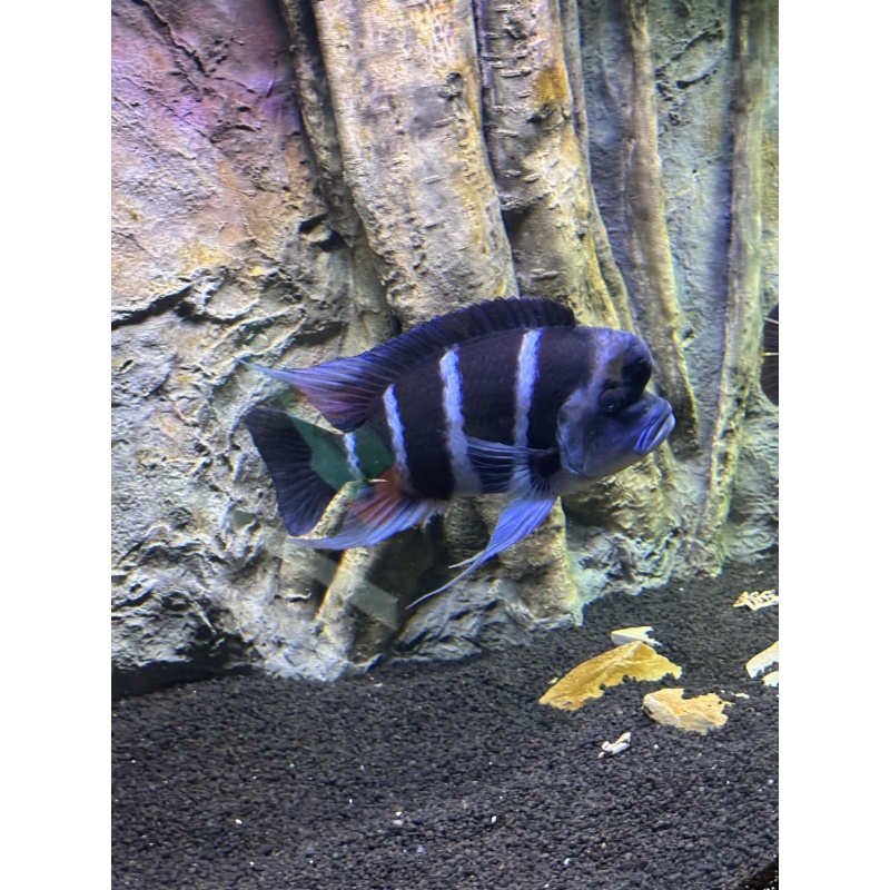 Frontosa - 11” Moba Male