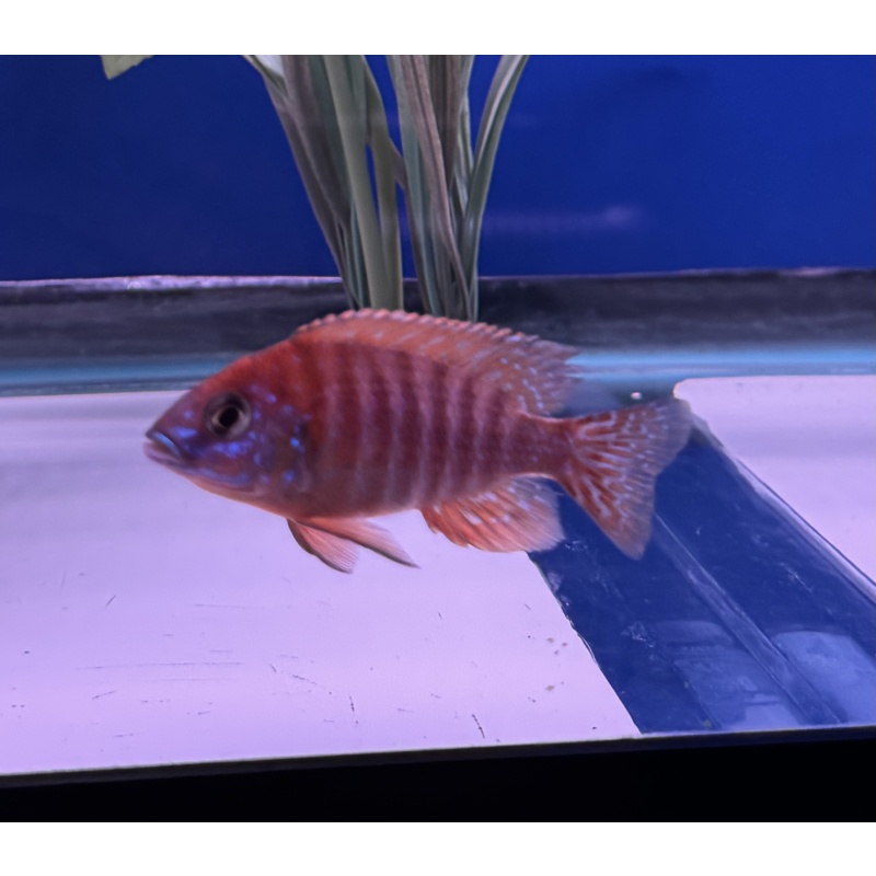 Rubin Red Peacock