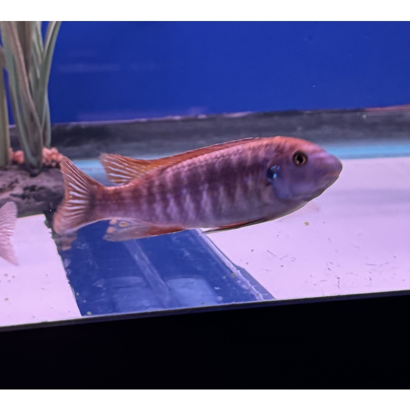 Red Top Trewavasae