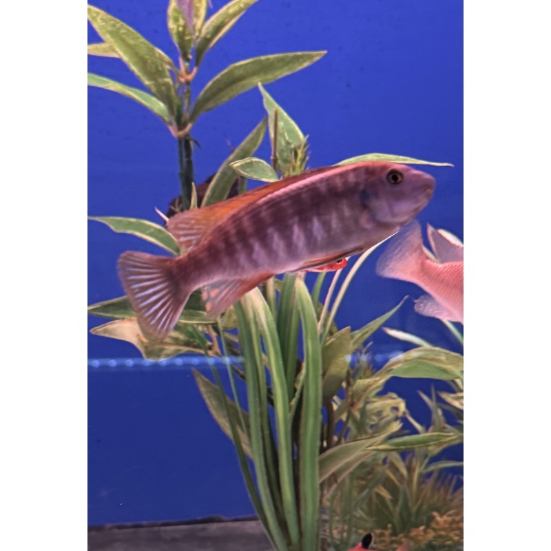 Red Top Trewavasae