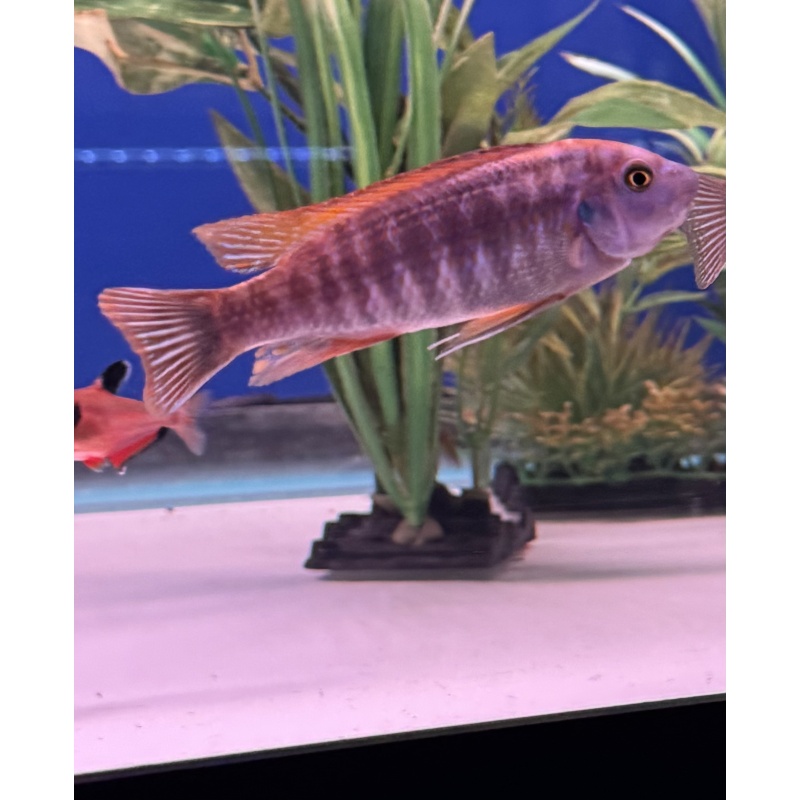 4 - Red Top Trewavasae (2.5”-3.5)