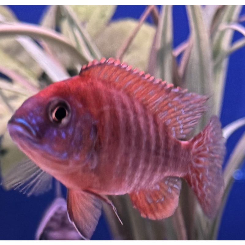 Rubin Red Peacock