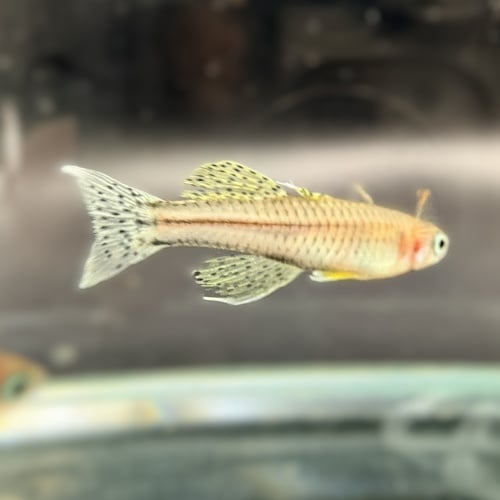 6-pack: Pseudomugil gertrudae (Spotted Blue eye Aru IV) Dwarf Rainbowfish