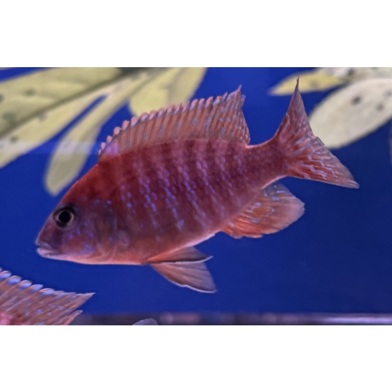 Rubin Red Peacock
