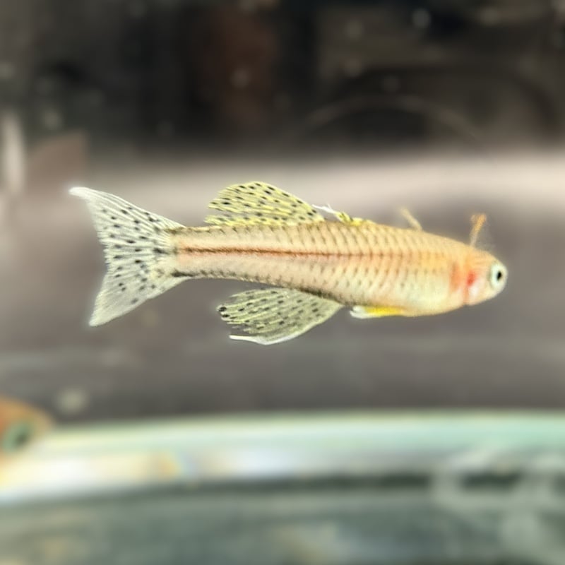 6-pack: Pseudomugil gertrudae (Spotted Blue eye Aru IV) Dwarf Rainbowfish