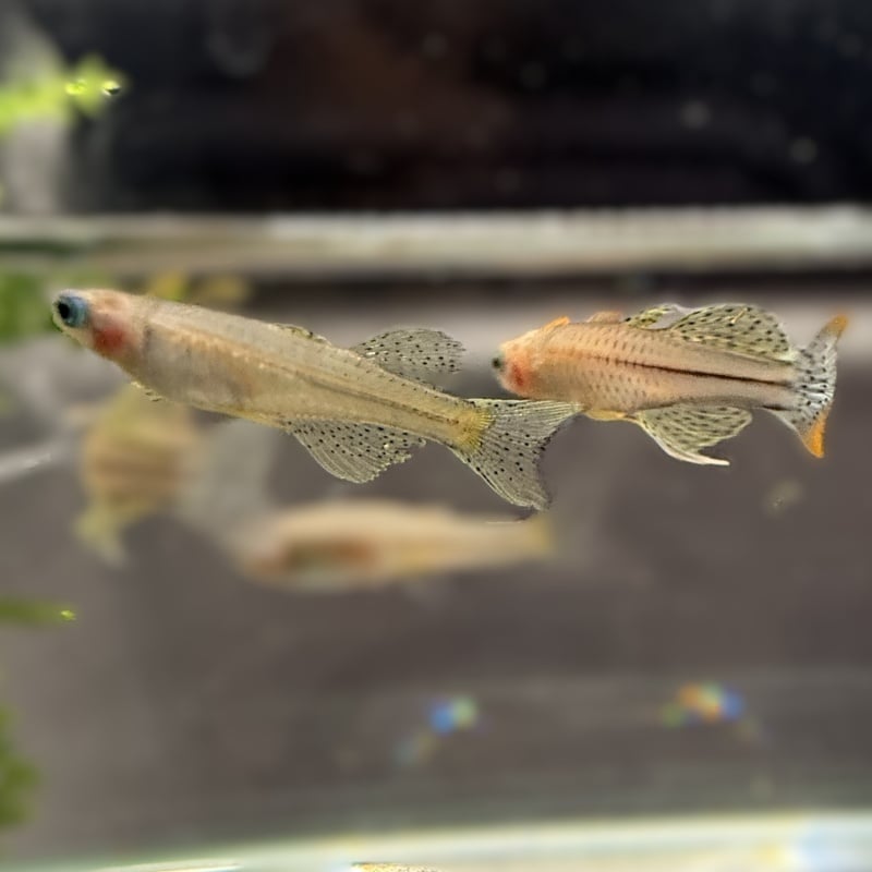 6-pack: Pseudomugil gertrudae (Spotted Blue eye Aru IV) Dwarf Rainbowfish
