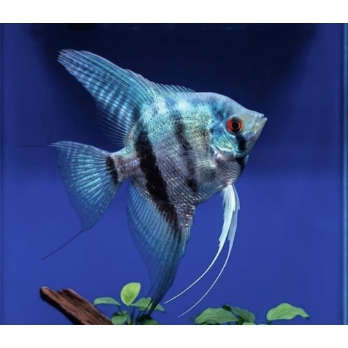 4”+ Blue Silver Angelfish