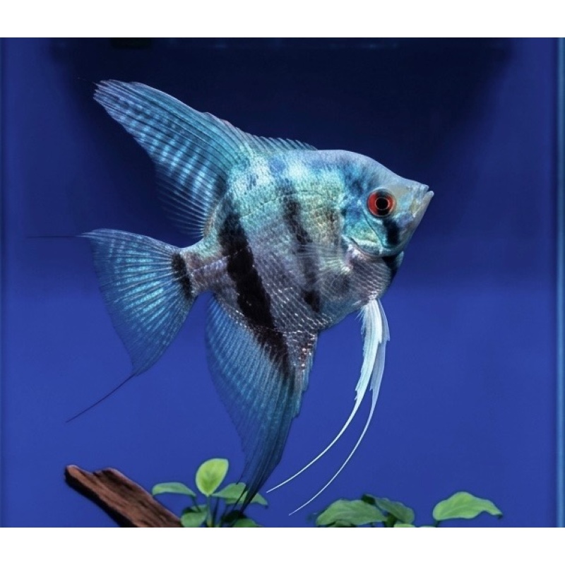4”+ Blue Silver Angelfish