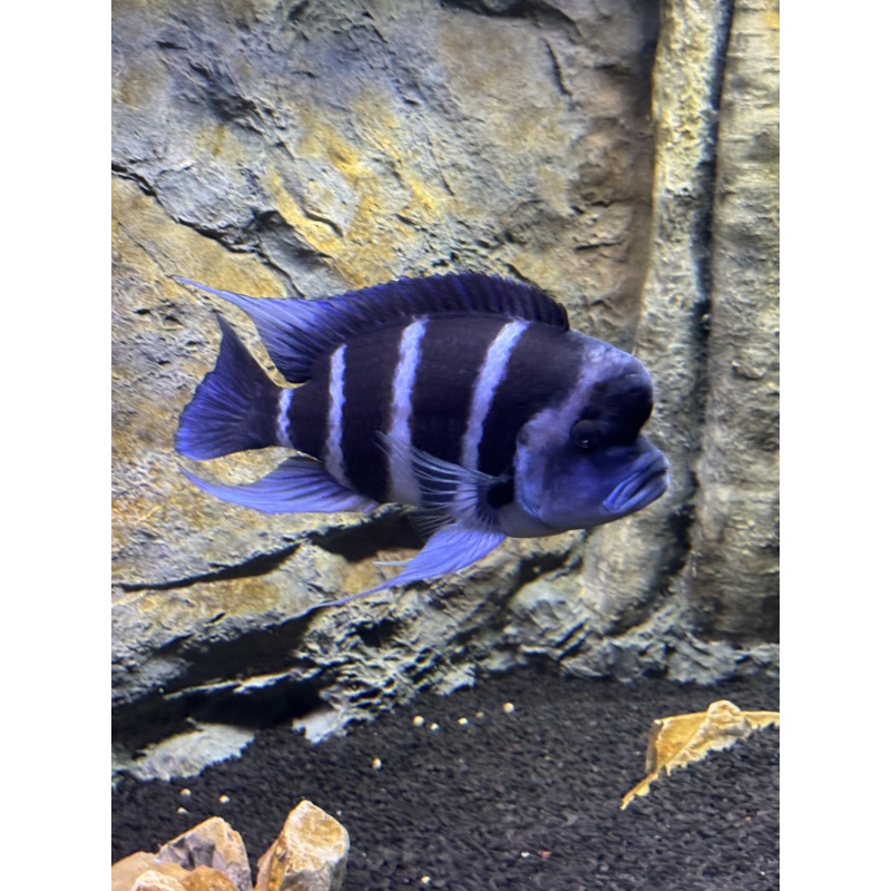 Frontosa - 11” Moba Male