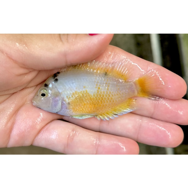 3-4" Marble Convict Cichlid - FEMALE