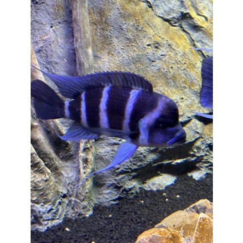 Frontosa - 10” Moba Male