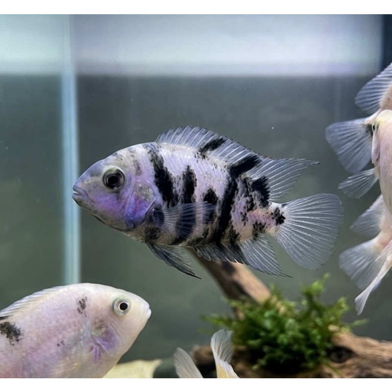 3-4" Marble Convict Cichlid - MALE