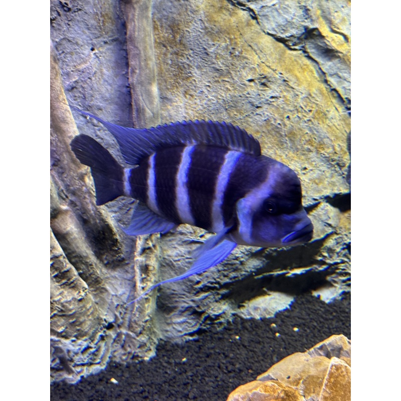 Frontosa - 10” Moba Male