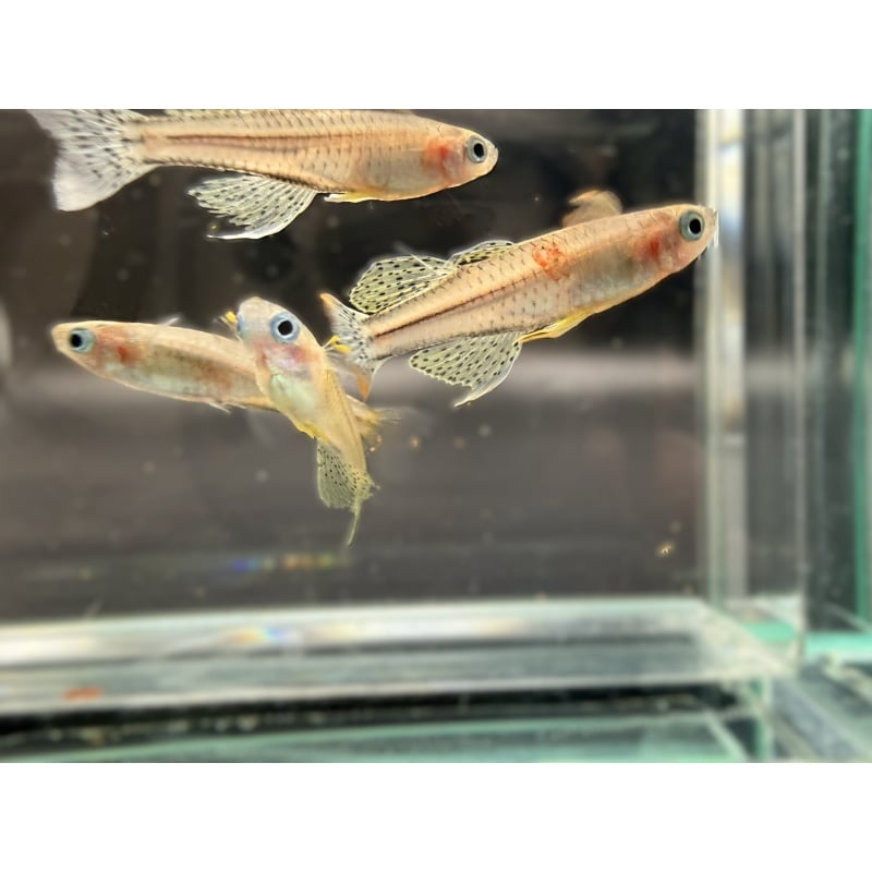 6-pack: Pseudomugil gertrudae (Spotted Blue eye Aru IV) Dwarf Rainbowfish