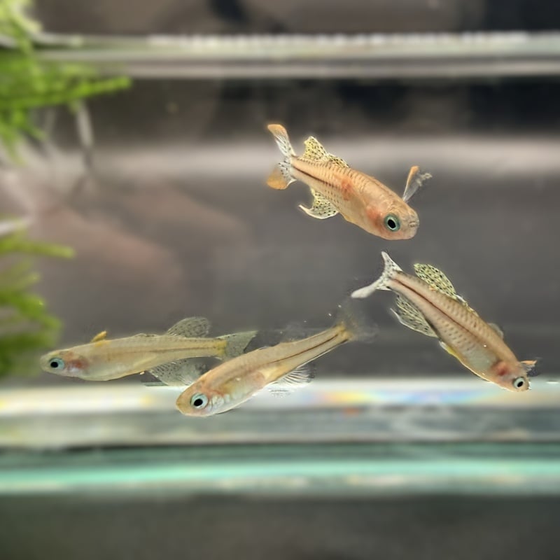 6-pack: Pseudomugil gertrudae (Spotted Blue eye Aru IV) Dwarf Rainbowfish