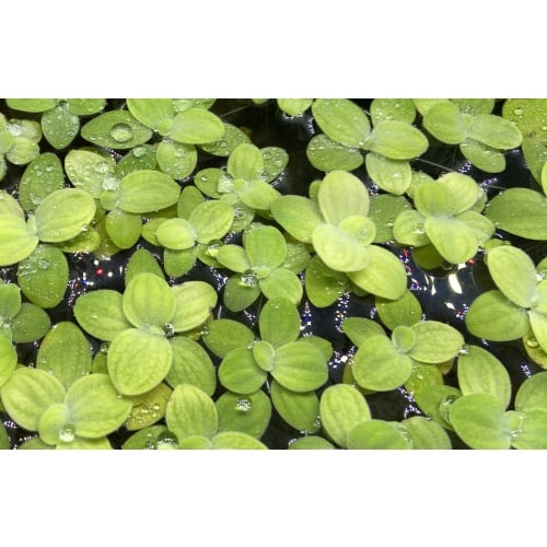 Dwarf water lettuce x20