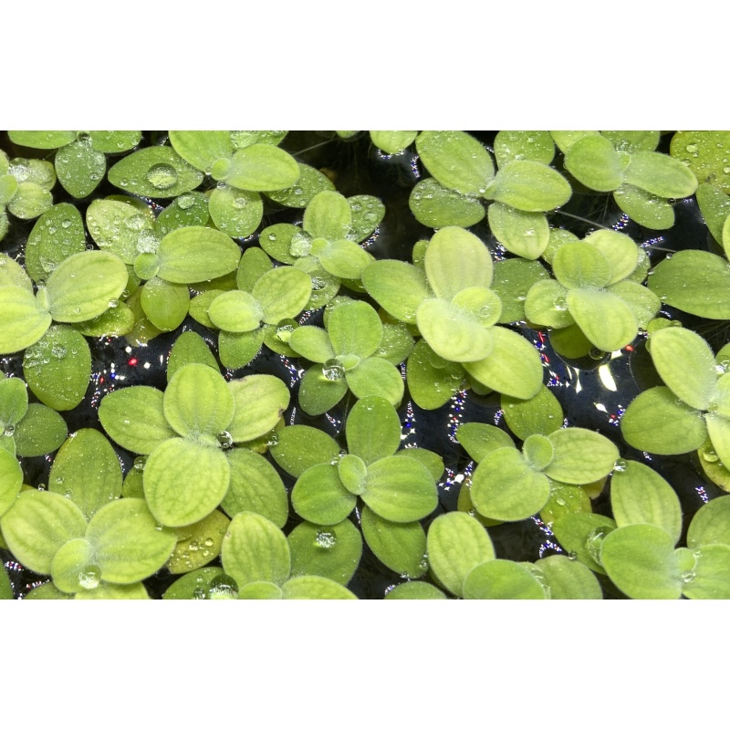 Dwarf water lettuce x20