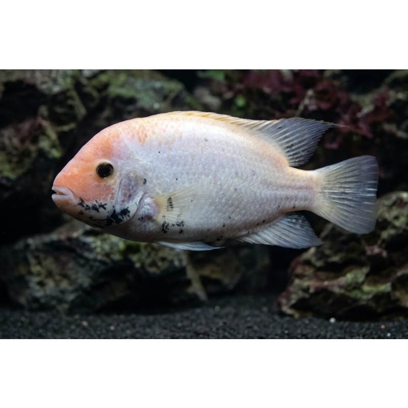 5-6" Marble Vieja (Vieja fenestrata)