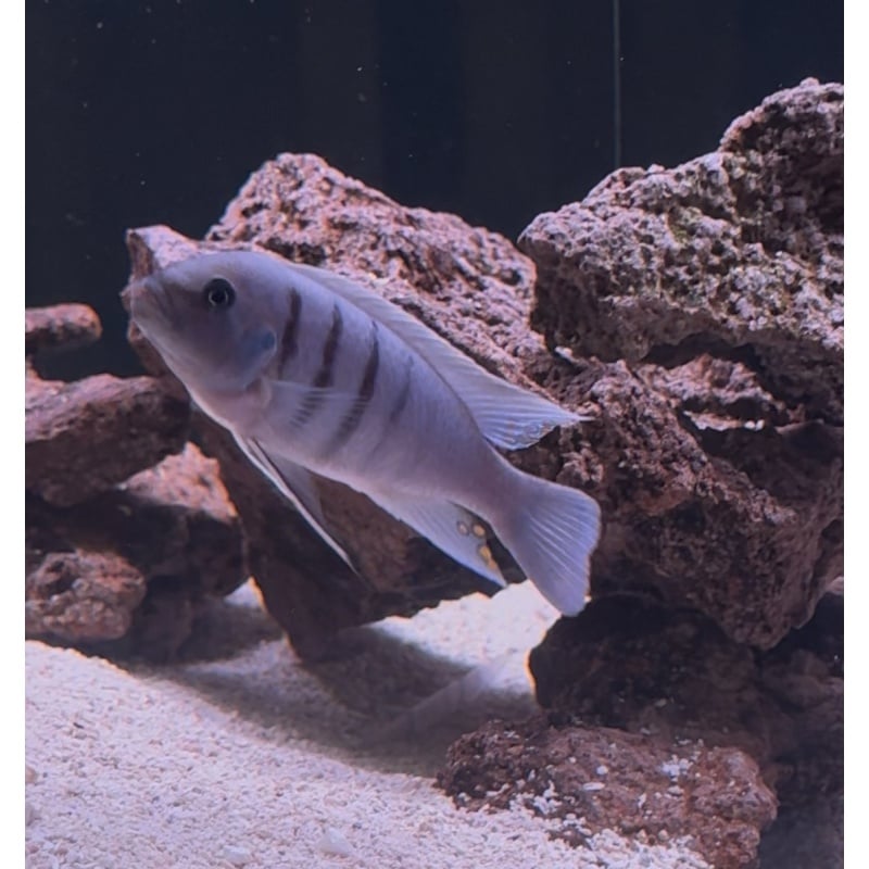 White Top Hara 5” Male
