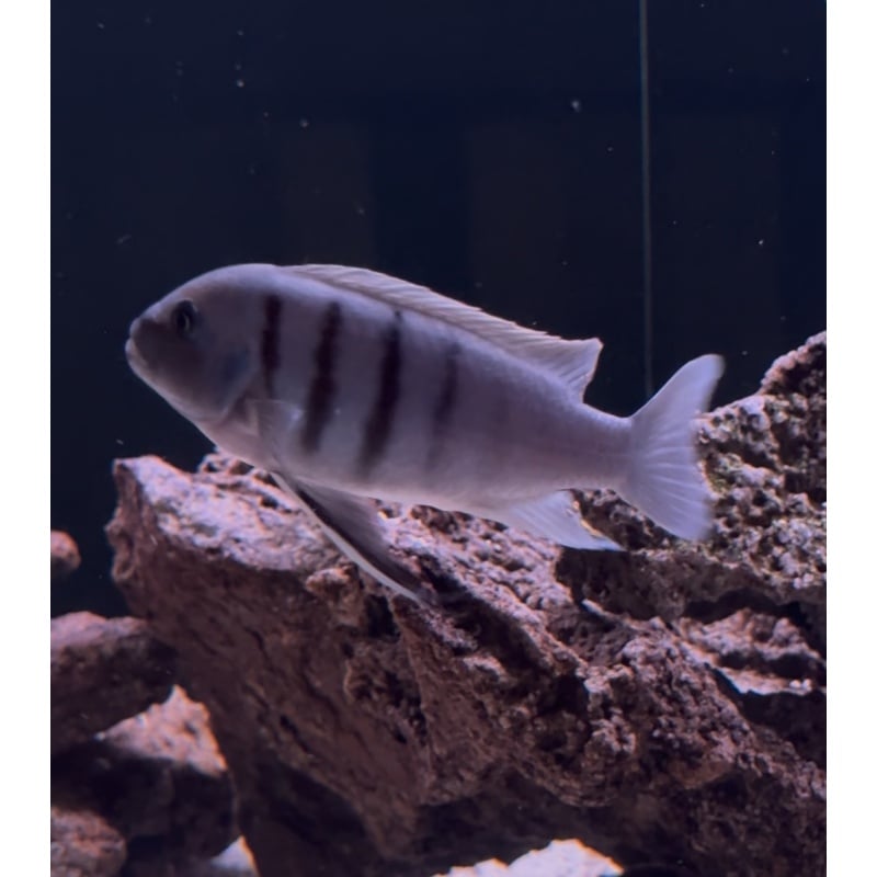 White Top Hara 5” Male