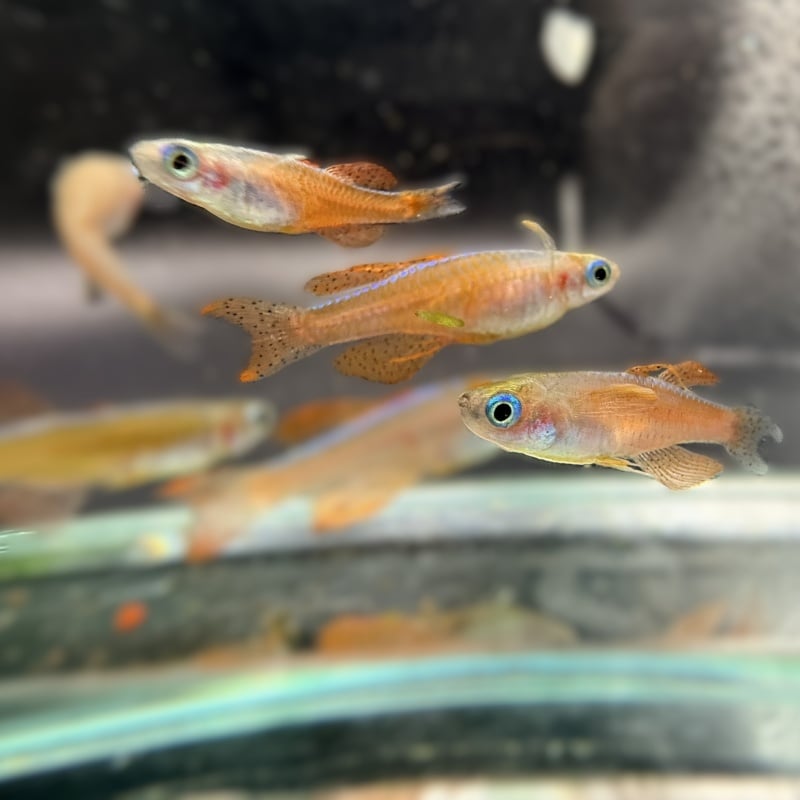 6-pack: Pseudomugil luminatus (Red Neon Blue eye) Dwarf Rainbowfish