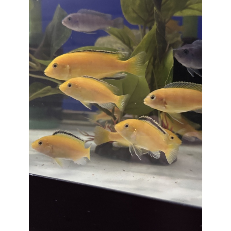 3-4” Labidochromis Yellow Kakusa