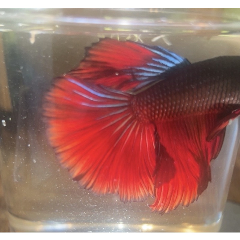 Betta splendens | Male Halfmoon | Red/Black + Teal Iridescence | Pyro
