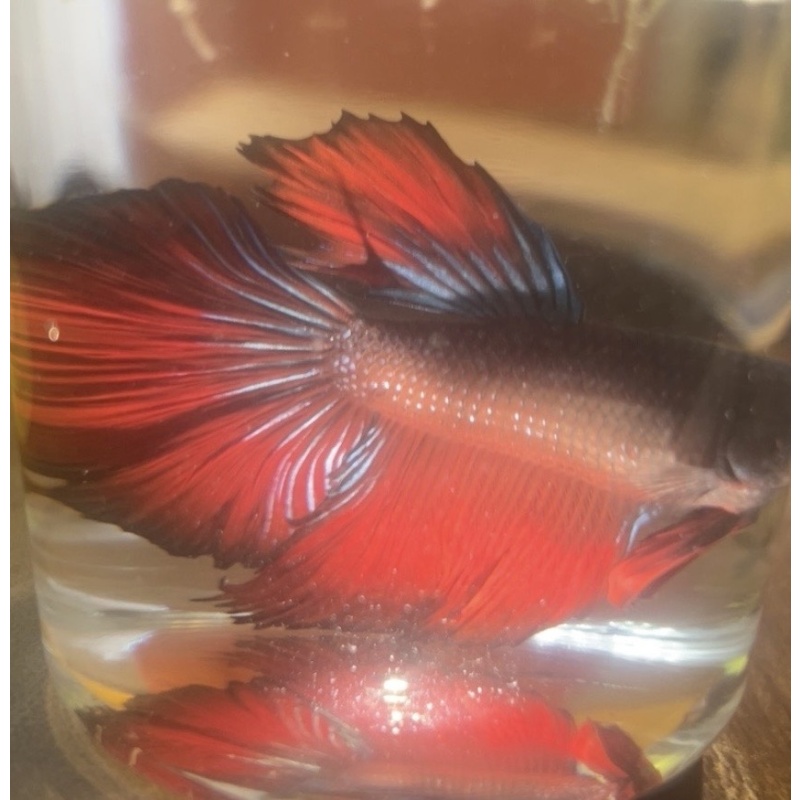 Betta splendens | Male Halfmoon | Red/Black + Teal Iridescence | Pyro