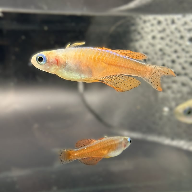 6-pack: Pseudomugil luminatus (Red Neon Blue eye) Dwarf Rainbowfish