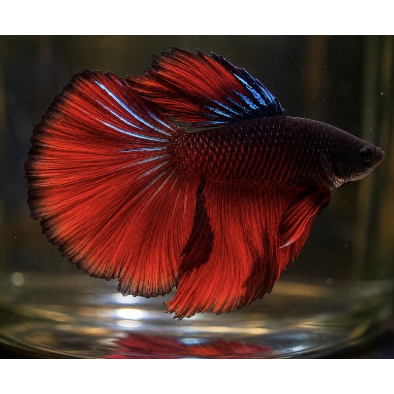 Betta splendens | Male Halfmoon | Red/Black + Teal Iridescence | Pyro