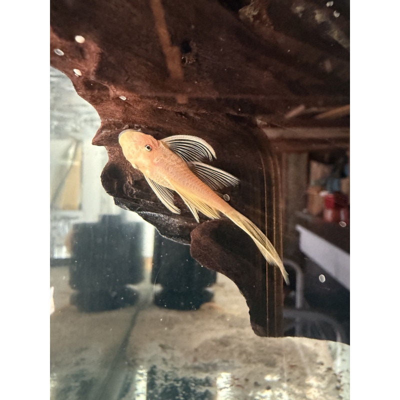 Blue eye lemon pleco long fin