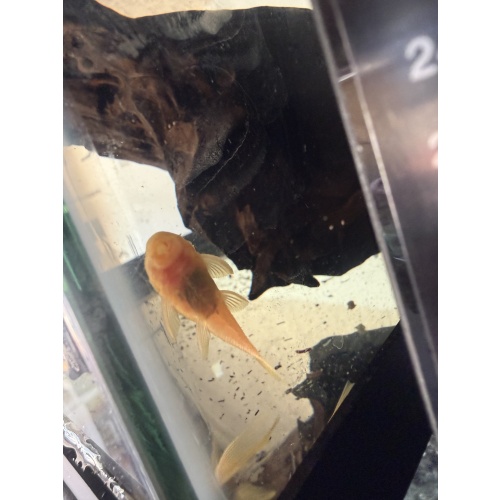 Blue eye lemon pleco long fin
