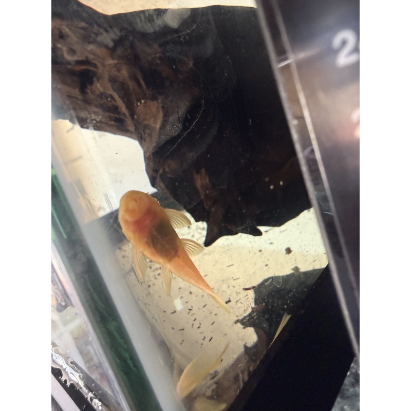 Blue eye lemon pleco long fin