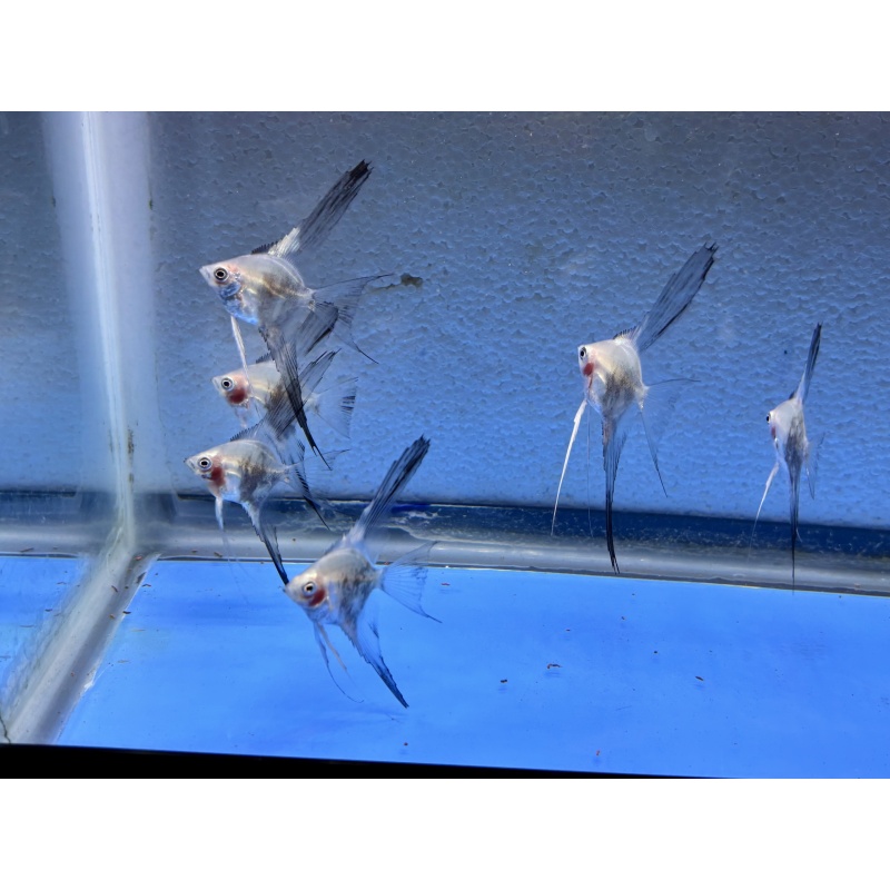 6 - BLUE SMOKEY PARAIBA VEIL ANGELFISH