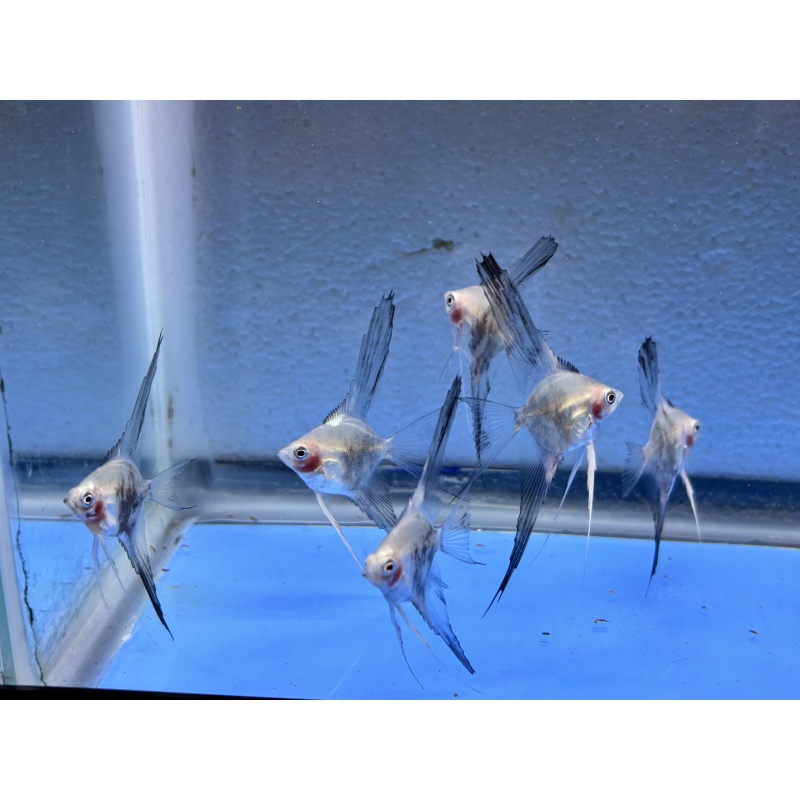 6 - BLUE SMOKEY PARAIBA VEIL ANGELFISH
