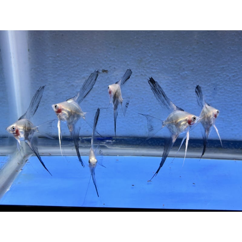 6 - BLUE SMOKEY PARAIBA VEIL ANGELFISH