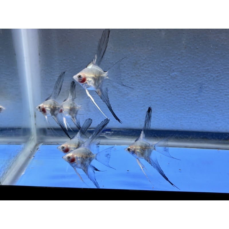 6 - BLUE SMOKEY PARAIBA VEIL ANGELFISH